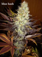 Blue Hash – DinaFem Seeds – Feminized