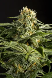 California Hash Plant – DinaFem Seeds – Feminized