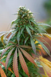 California Hash Plant – DinaFem Seeds – Feminized