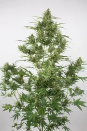 Critical + 2.0 Auto – DinaFem Seeds – Autoflowering