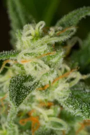 Critical + 2.0 Auto – DinaFem Seeds – Autoflowering