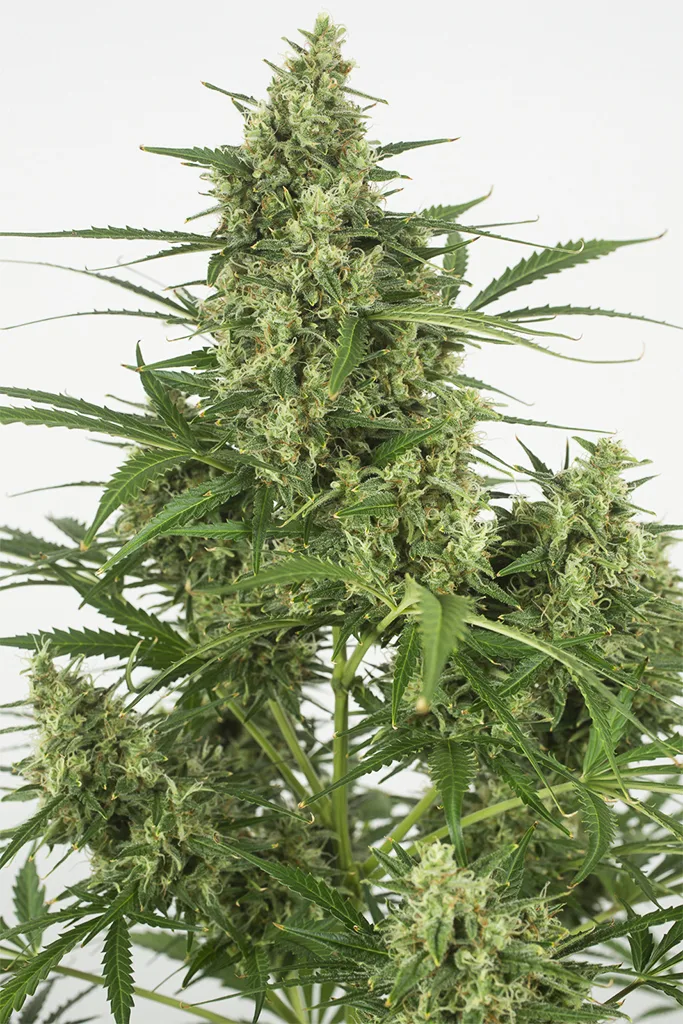 Critical + 2.0 Auto – DinaFem Seeds – Autoflowering