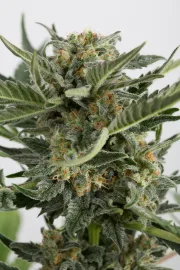Critical + 2.0 Auto – DinaFem Seeds – Autoflowering