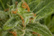 Critical + Auto – DinaFem Seeds – Autoflowering