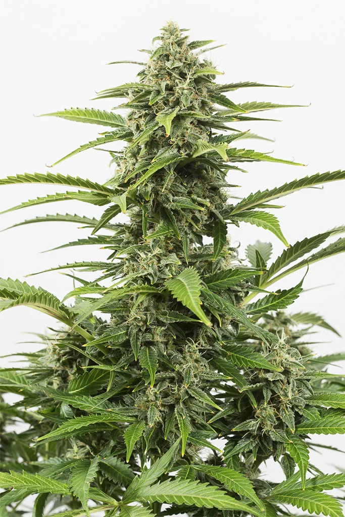 Critical + Auto – DinaFem Seeds – Autoflowering