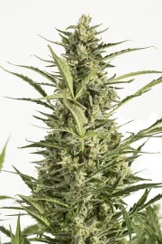 Critical Jack Auto – DinaFem Seeds – Autoflowering