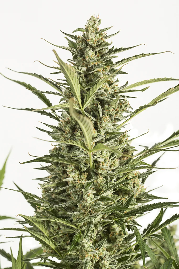 Critical Jack Auto – DinaFem Seeds – Autoflowering