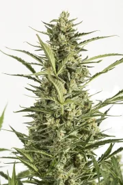 Critical Jack Auto – DinaFem Seeds – Autoflowering