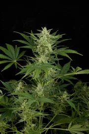 Critical Jack Auto – DinaFem Seeds – Autoflowering