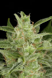 Critical Jack Auto – DinaFem Seeds – Autoflowering