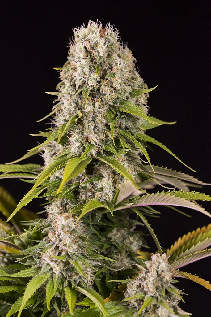 Diesel – DinaFem Seeds – Feminized