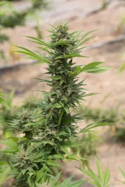 Diesel – DinaFem Seeds – Feminized