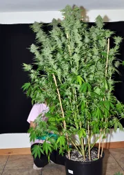 DinaChem – DinaFem Seeds – Feminized