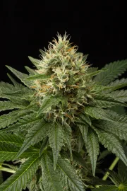 DinaChem – DinaFem Seeds – Feminized