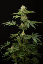 DinaChem – DinaFem Seeds – Feminized