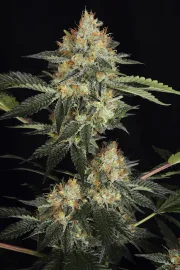 DinaChem – DinaFem Seeds – Feminized