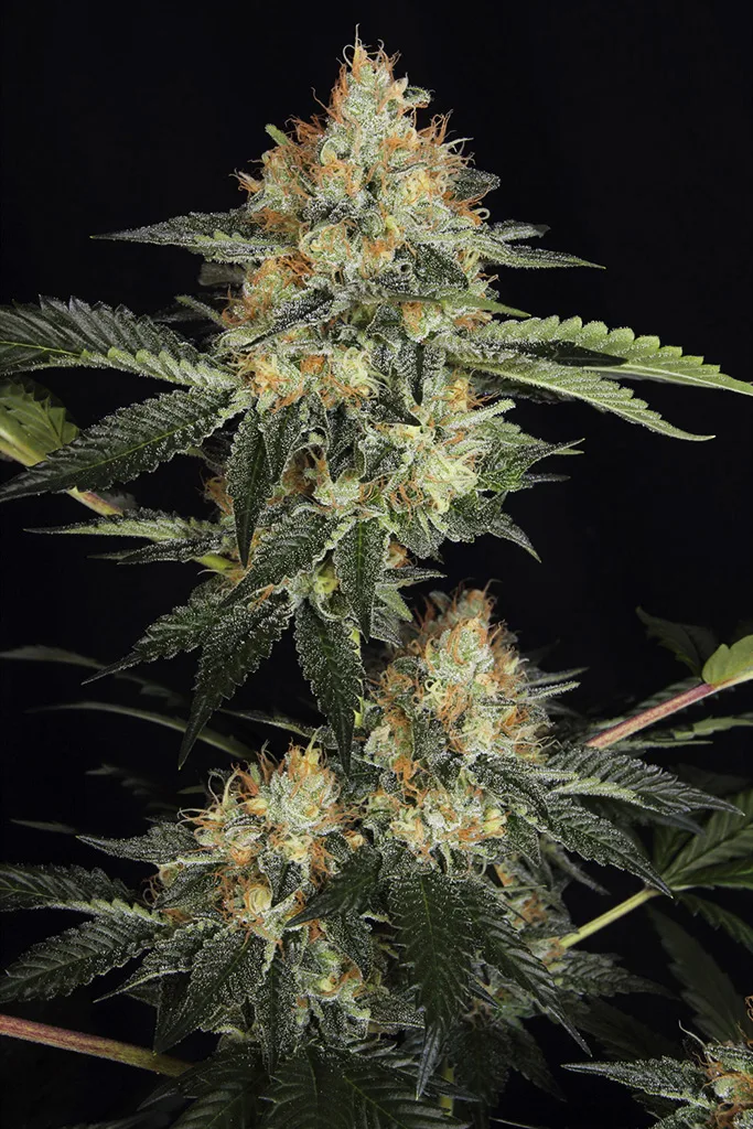 DinaChem – DinaFem Seeds – Feminized