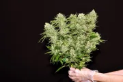 DinaChem – DinaFem Seeds – Feminized