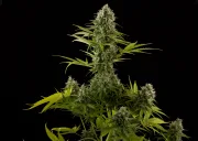 Industrial Plant – DinaFem Seeds – Feminized