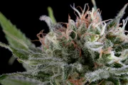 Industrial Plant – DinaFem Seeds – Feminized
