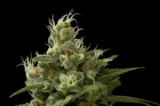 Industrial Plant – DinaFem Seeds – Feminized