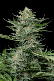 Industrial Plant – DinaFem Seeds – Feminized