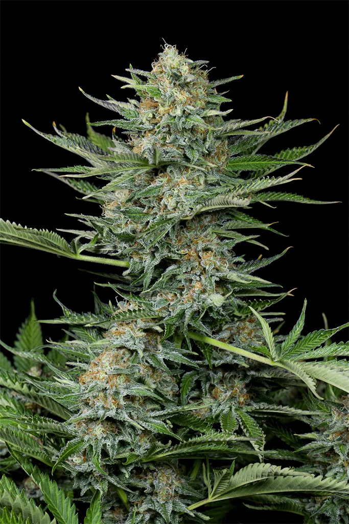 Industrial Plant – DinaFem Seeds – Feminized