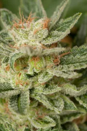 Moby Dick – DinaFem Seeds – Feminized