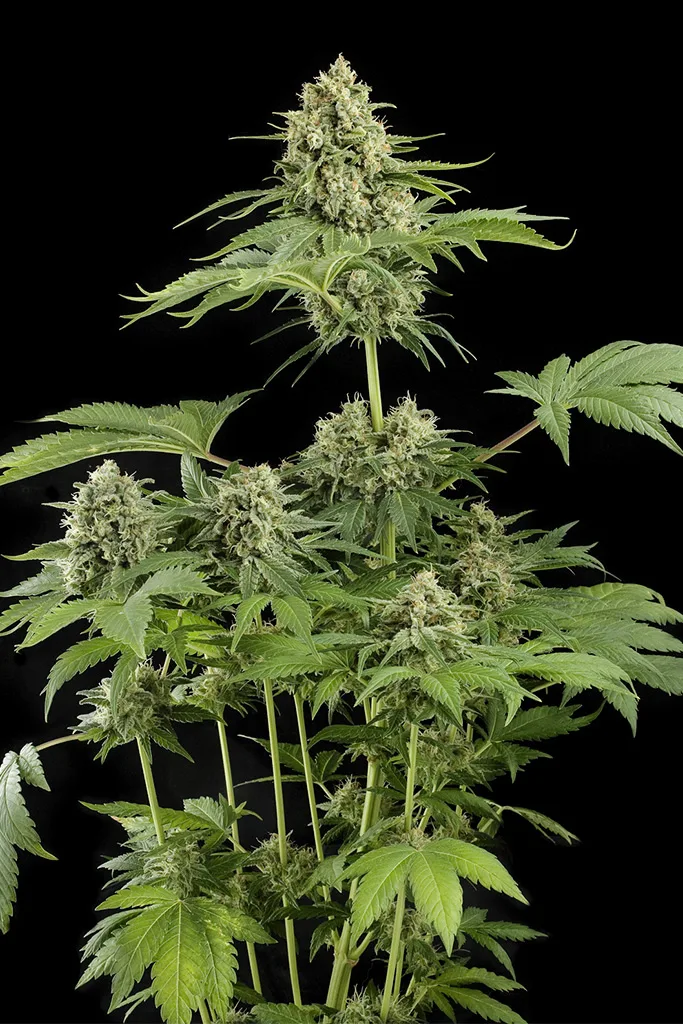 Moby Dick – DinaFem Seeds – Feminized