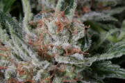 Moby Dick – DinaFem Seeds – Feminized