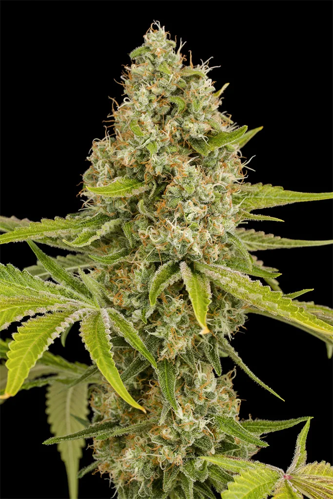 OG Kush – DinaFem Seeds – Feminized