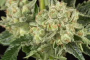 OG Kush – DinaFem Seeds – Feminized