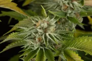 OG Kush – DinaFem Seeds – Feminized