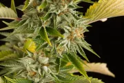 OG Kush – DinaFem Seeds – Feminized