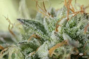 Remo Chemo – DinaFem Seeds – Feminized