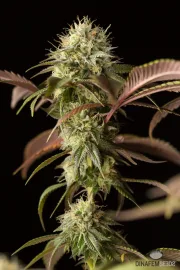 Remo Chemo – DinaFem Seeds – Feminized