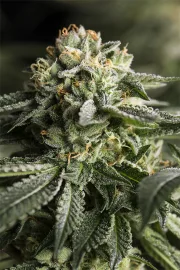 Remo Chemo – DinaFem Seeds – Feminized