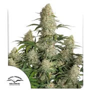 Auto Critical Orange Punch
