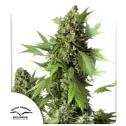 Auto Duck – Dutch Passion – Autoflowering