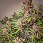 Auto Blackberry Kush