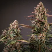 Auto Blackberry Kush