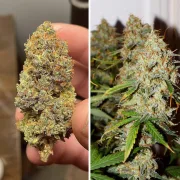 Auto Brooklyn Sunrise – Dutch Passion – Autoflowering