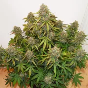 Auto Brooklyn Sunrise – Dutch Passion – Autoflowering
