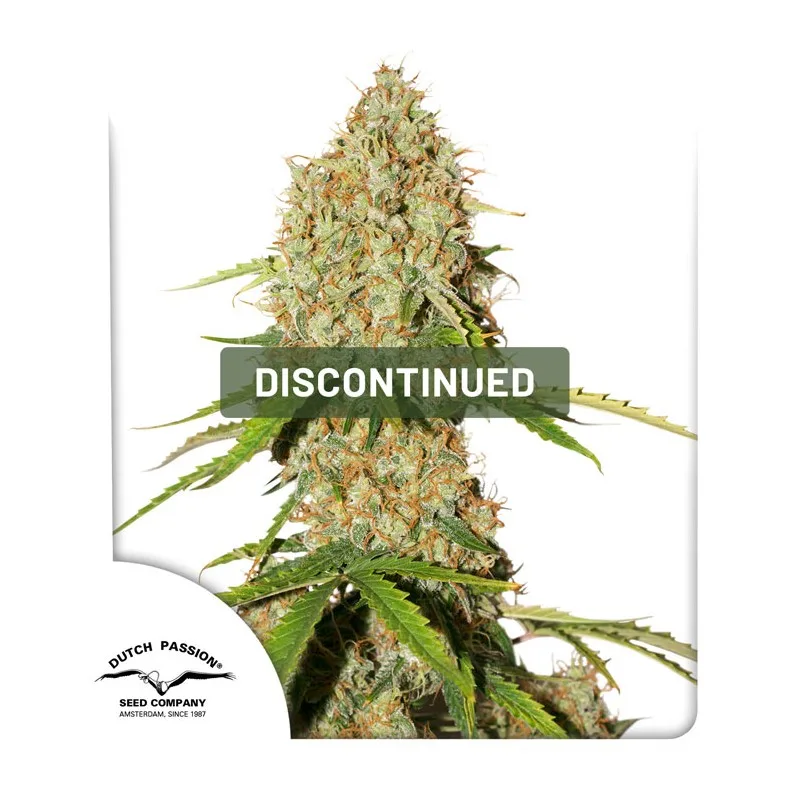 Auto Brooklyn Sunrise – Dutch Passion – Autoflowering