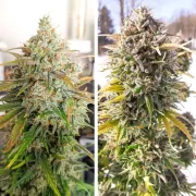Auto Colorado Cookies