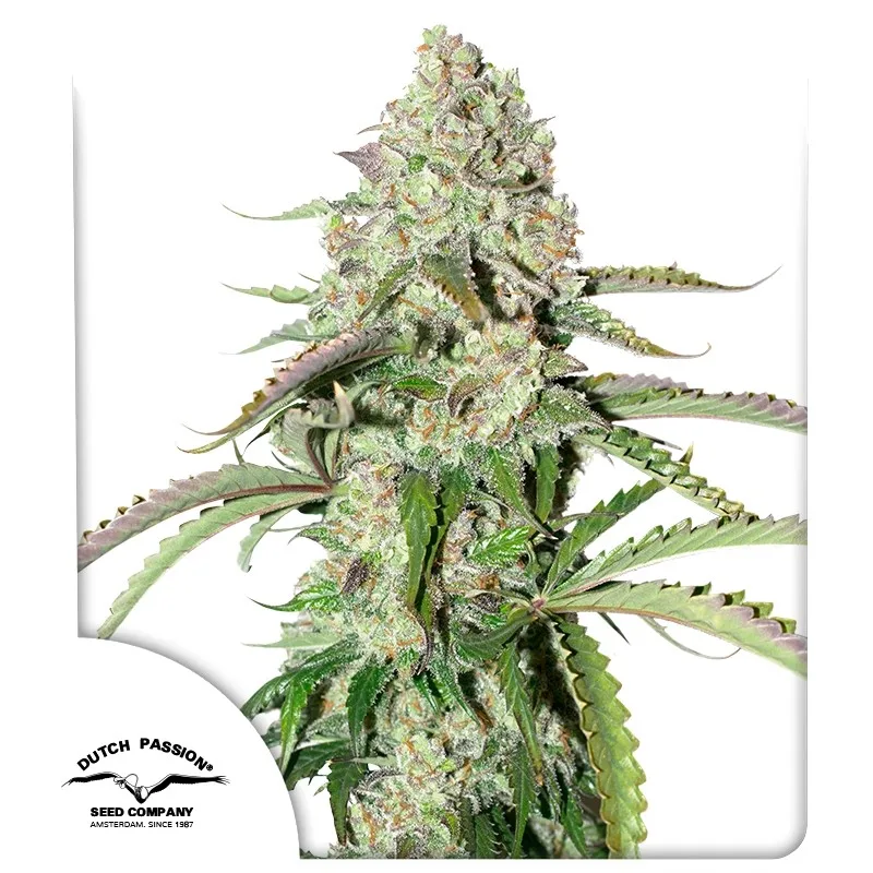 Auto Colorado Cookies – Dutch Passion – Autoflowering