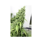 Auto Durban Poison – Dutch Passion – Autoflowering