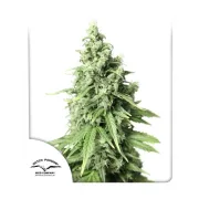 Auto Durban Poison – Dutch Passion – Autoflowering