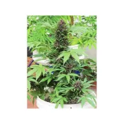 Auto Frisian Dew – Dutch Passion – Autoflowering