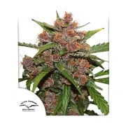 Auto Frisian Dew – Dutch Passion – Autoflowering